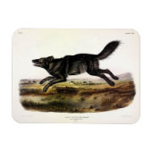 Schwarzer Wolf oder Schwarzer Amerikanischer Wolf Magnet (Horizontal)