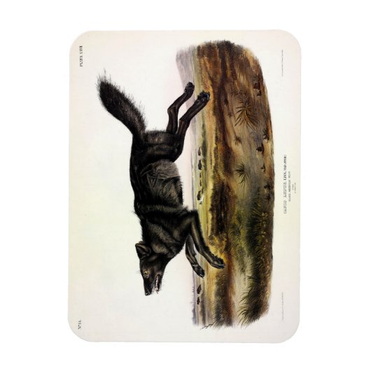 Schwarzer Wolf oder Schwarzer Amerikanischer Wolf Magnet (Vertikal)