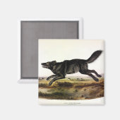Schwarzer Wolf oder Schwarzer Amerikanischer Wolf  Magnet (Vorderseite/Rückseite)