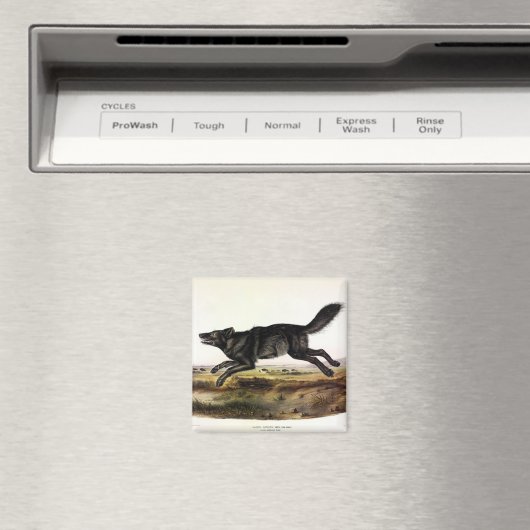 Schwarzer Wolf oder Schwarzer Amerikanischer Wolf  Magnet (In Situ (Geschirrspüler))