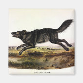 Schwarzer Wolf oder Schwarzer Amerikanischer Wolf  Magnet (Vorne)