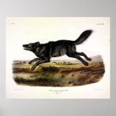 Schwarzer Wolf oder Schwarzer Amerikanischer Wolf Poster (Vorne)