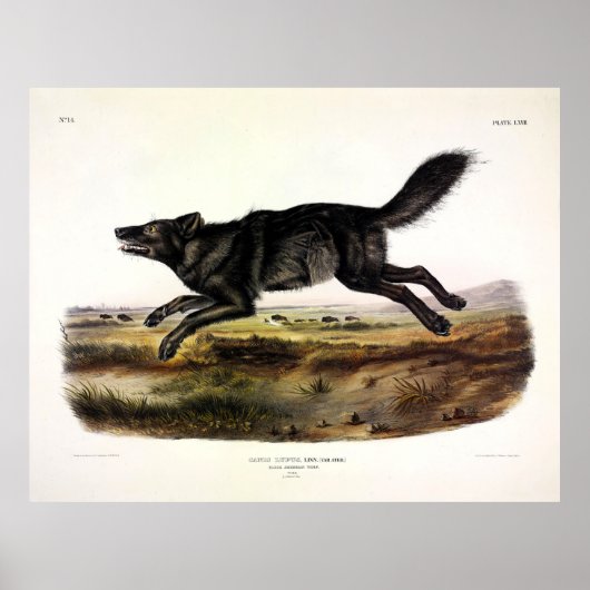 Schwarzer Wolf oder Schwarzer Amerikanischer Wolf Poster (Vorne)
