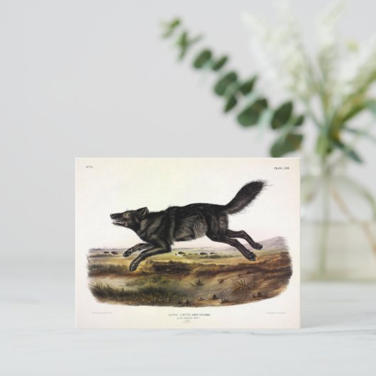 Schwarzer Wolf oder Schwarzer Amerikanischer Wolf Postkarte (Stehend Vorderseite)