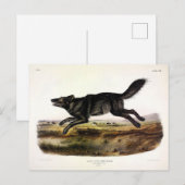 Schwarzer Wolf oder Schwarzer Amerikanischer Wolf  Postkarte (Vorne/Hinten)