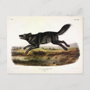 Schwarzer Wolf oder Schwarzer Amerikanischer Wolf  Postkarte