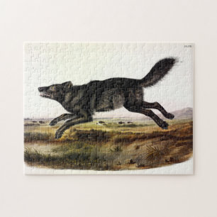 Schwarzer Wolf oder Schwarzer Amerikanischer Wolf Puzzle