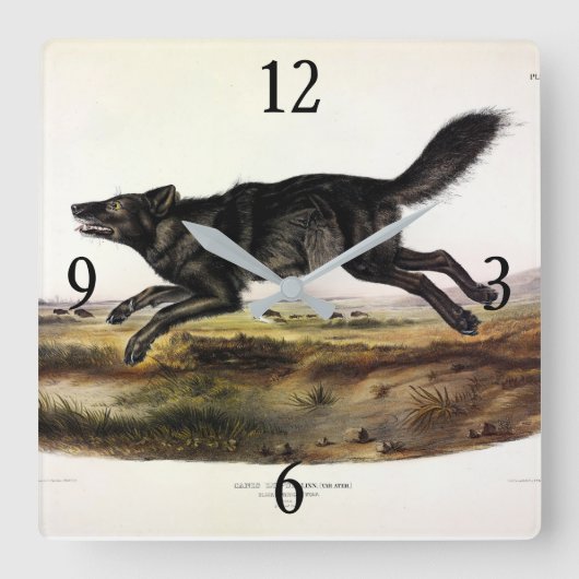 Schwarzer Wolf oder Schwarzer Amerikanischer Wolf Quadratische Wanduhr (Vorderseite)
