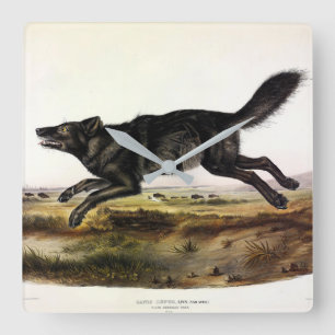 Schwarzer Wolf oder Schwarzer Amerikanischer Wolf  Quadratische Wanduhr