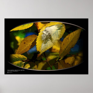 SCHWARZER WOLF POSTER