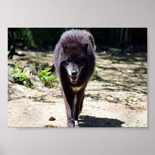 schwarzer Wolf Poster (Vorne)