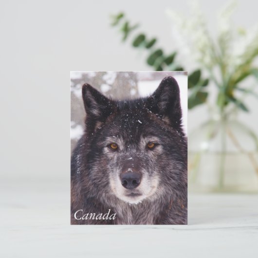Schwarzer Wolf - Postkarte - Kanada (Stehend Vorderseite)