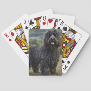 Schwarzer Wolliger Bergamasco-Schäferhund, Spielkarten