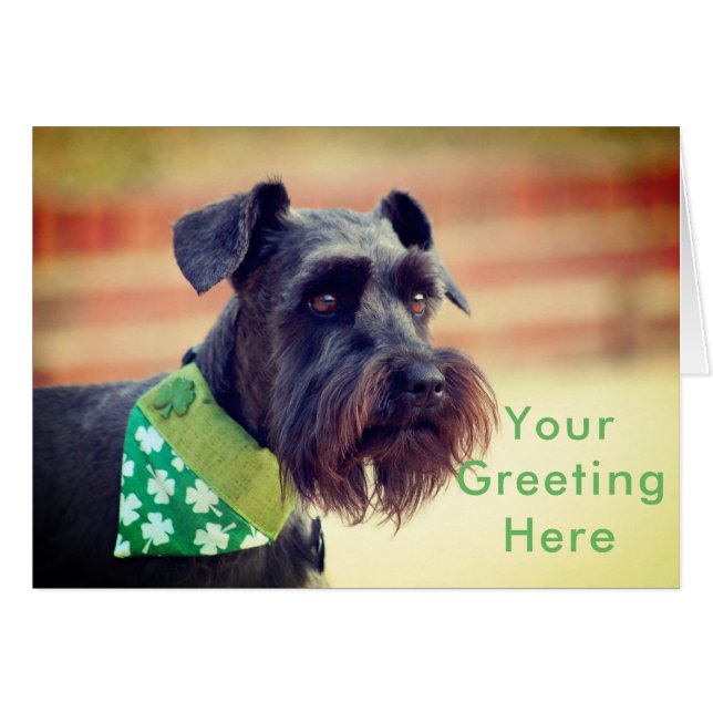 Schwarzer Zwergschnauzer (Vorderseite (Horizontal))