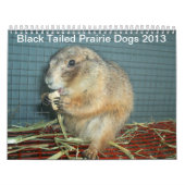 Schwarzes angebundene Präriehunde - Kalender 2013 (Titelbild)