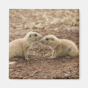 Schwarzes angebundenes Prarie Murmeltier Magnet