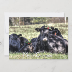 Schwarzes Angus Holly Merry Cowmas Grußkarte Feiertagskarte