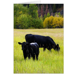 Schwarzes Angus-Paar auf dem Feld