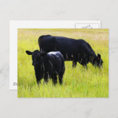 Schwarzes Angus-Paar auf dem Feld Postkarte (Vorne/Hinten)