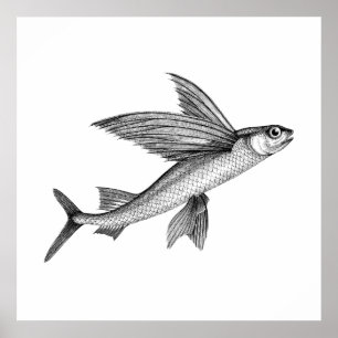 Schwarzes antikes Flying Fish Illustration Poster