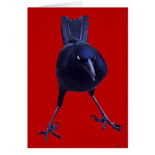 Schwarzes auf Rot (Vorne)