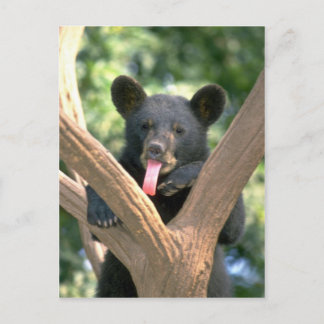 Schwarzes Bärenjunges Postkarte