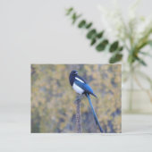 Schwarzes berechnete Elster Postkarte (Stehend Vorderseite)