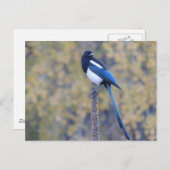 Schwarzes berechnete Elster Postkarte (Vorne/Hinten)