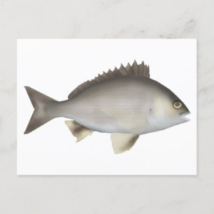 Schwarzes Bream Postkarte