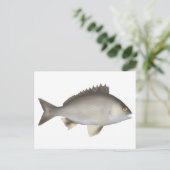 Schwarzes Bream Postkarte (Stehend Vorderseite)