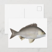 Schwarzes Bream Postkarte (Vorne/Hinten)