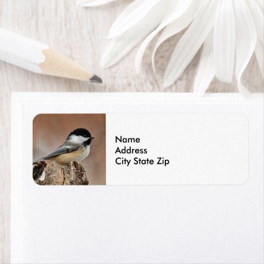 Schwarzes Capped Chickadee-Schnee-Foto (Insitu)