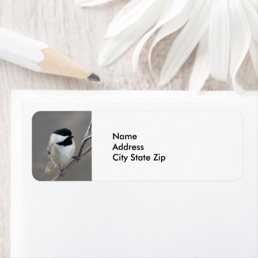 Schwarzes Chickadee-Foto (Insitu)