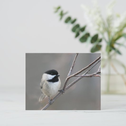 Schwarzes Chickadee-Foto Postkarte (Stehend Vorderseite)