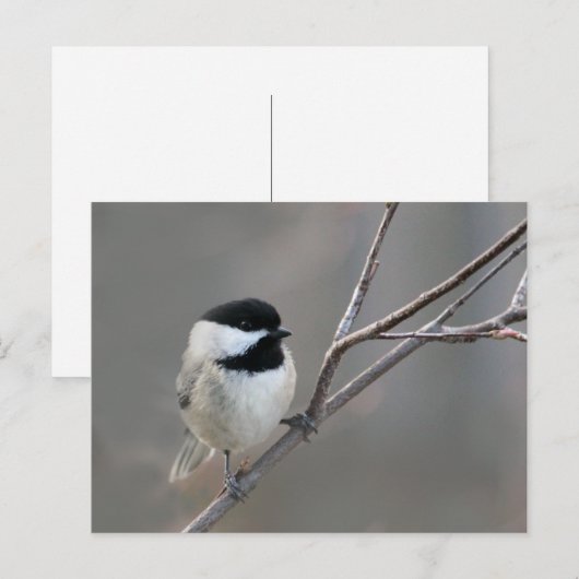 Schwarzes Chickadee-Foto Postkarte (Vorne/Hinten)