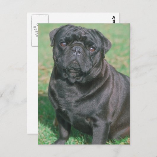 Schwarzes Chinesisches Pug Postkarte (Vorne/Hinten)