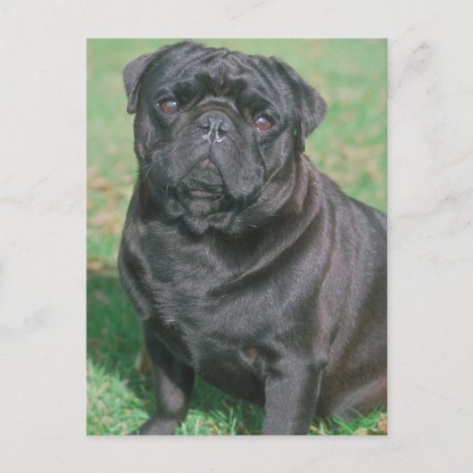 Schwarzes Chinesisches Pug Postkarte (Vorderseite)