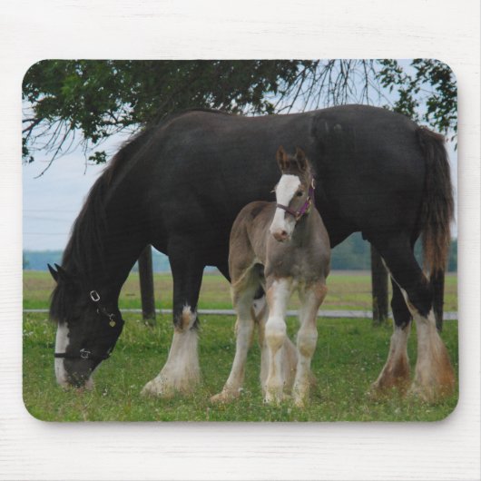 Schwarzes Clydesdale und Stutenfohlen Mousepad (Vorne)