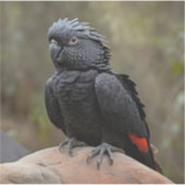 Schwarzes Cockatoo Aufkleber (Vorderseite)