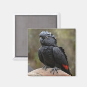 Schwarzes Cockatoo Magnet (Vorderseite/Rückseite)