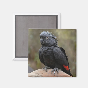 Schwarzes Cockatoo Magnet