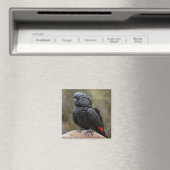 Schwarzes Cockatoo Magnet (In Situ (Geschirrspüler))