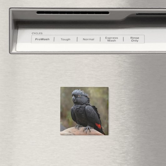 Schwarzes Cockatoo Magnet (In Situ (Geschirrspüler))