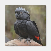 Schwarzes Cockatoo Magnet (Vorne)