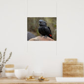 Schwarzes Cockatoo Poster (Küche)