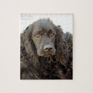 Schwarzes Cocker spaniel "Harley " Puzzle