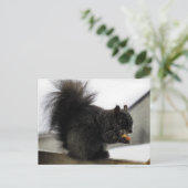 Schwarzes Eichhörnchen auf dem Balkon Eating Peanu Postkarte (Stehend Vorderseite)