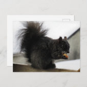 Schwarzes Eichhörnchen auf dem Balkon Eating Peanu Postkarte (Vorne/Hinten)