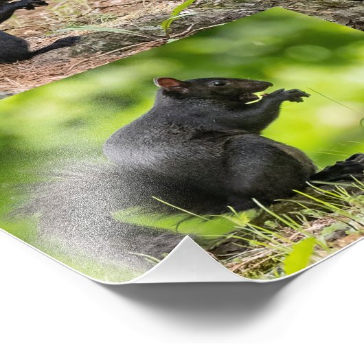 Schwarzes Eichhörnchen Fotodruck (Ecke)
