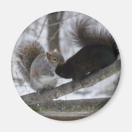 Schwarzes Eichhörnchen Magnet (Vorne)